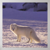 Schattigee winterfotografie van White Arctic Fox Poster (Voorkant)