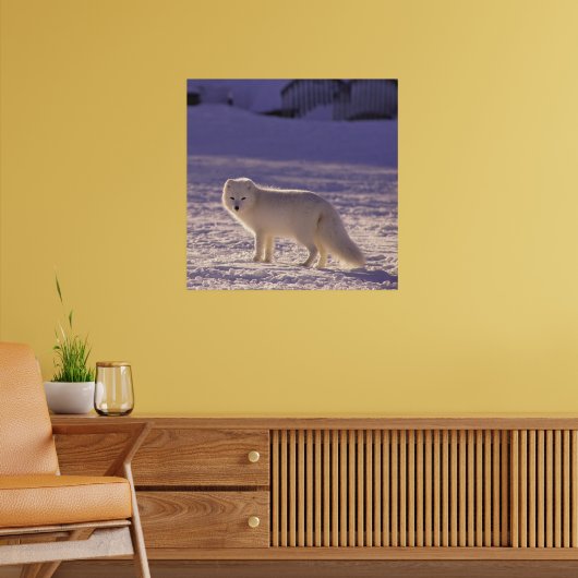 Schattigee winterfotografie van White Arctic Fox Poster (Woonkamer 2)