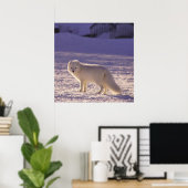 Schattigee winterfotografie van White Arctic Fox Poster (Thuiskantoor)