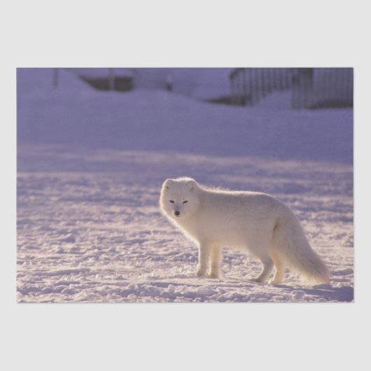 Schattigee winterfotografie van White Arctic Fox Tissuepapier (Voorkant)