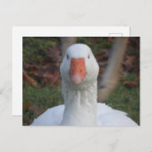 Schattigee witte gans close-up doe-het-zelf Briefk Briefkaart (Voorkant / Achterkant)