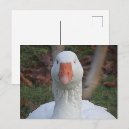Schattigee witte gans close-up doe-het-zelf Briefk Briefkaart (Voorkant / Achterkant)