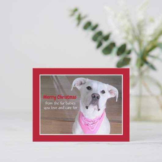 Schattigee witte hond met roze sjaal rode kerst feestdagenkaart (Staand voorkant)