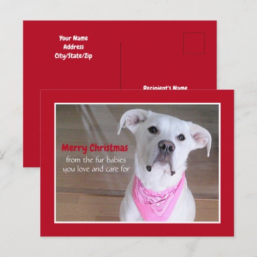 Schattigee witte hond met roze sjaal rode kerst feestdagenkaart (Voorkant / Achterkant)