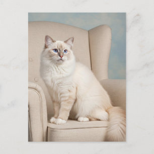 Schattigee Witte Kat Blauwe Ogen Briefkaart