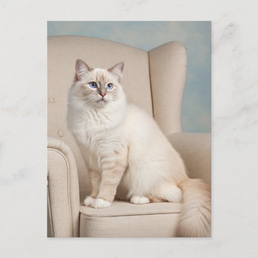 Schattigee Witte Kat Blauwe Ogen Briefkaart (Voorkant)