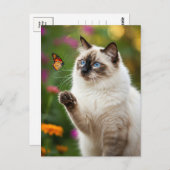 Schattigee Witte Kat Vlinder Blauwe Ogen Briefkaar Briefkaart (Voorkant / Achterkant)