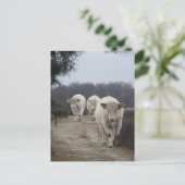 Schattigee Witte Koeien DIY Briefkaart (Staand voorkant)