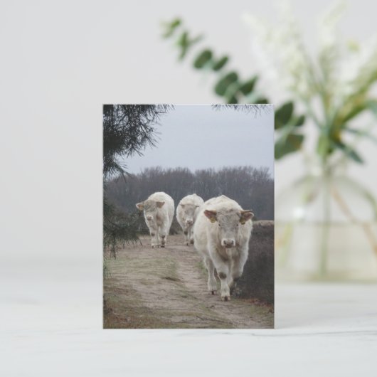Schattigee Witte Koeien DIY Briefkaart (Staand voorkant)
