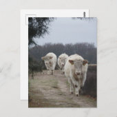 Schattigee Witte Koeien DIY Briefkaart (Voorkant / Achterkant)