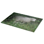 Schattigee witte pluizige schapen eten snijplank (Hoek)