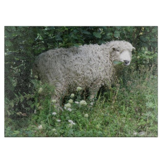 Schattigee witte pluizige schapen eten snijplank (Voorkant)