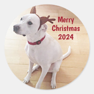 Schattigee witte rendierhond Foto Vrolijk Kerstfee Ronde Sticker