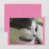 Schattigee witte zwarte kat foto denken van u briefkaart (Voorkant / Achterkant)