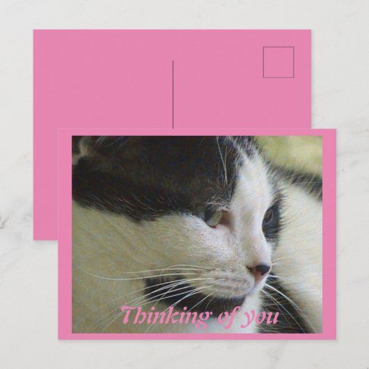 Schattigee witte zwarte kat foto denken van u briefkaart (Voorkant / Achterkant)
