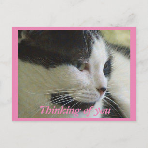 Schattigee witte zwarte kat foto denken van u briefkaart