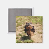 Schattigee Yorkshire Terrier Puppy hardlopen Magneet (Voorkant / Achterkant)