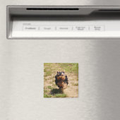 Schattigee Yorkshire Terrier Puppy hardlopen Magneet (Insitu (Vaatwasser))