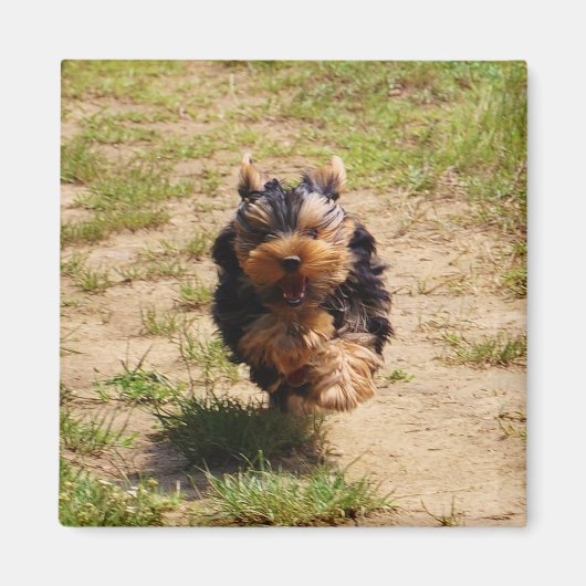 Schattigee Yorkshire Terrier Puppy hardlopen Magneet (Voorkant)