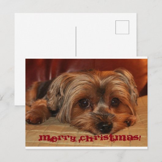 Schattigee Yorkshire Terrier Vrolijk kerstfeest Feestdagenkaart (Voorkant / Achterkant)
