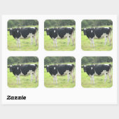 Schattigee zuivel Koe uit bij Pasture Boerderij St Vierkante Sticker (Vel)