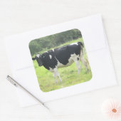Schattigee zuivel Koe uit bij Pasture Boerderij St Vierkante Sticker (Envelop)