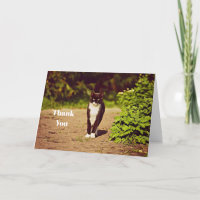 Schattigee zwart-wit Tuxedo Cat Foto Dank U
