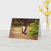 Schattigee zwart-wit Tuxedo Cat Foto Sympathie Kaart (Gele Bloem)