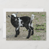 Schattigee zwart-witte Baby-geitenfoto Verjaardag Kaart (Voorkant)