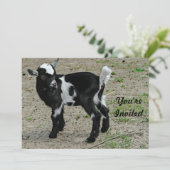 Schattigee zwart-witte Baby-geitenfoto Verjaardag Kaart (Staand voorkant)