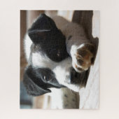 Schattigee zwart-witte puppy close-upfoto legpuzzel (Verticaal)