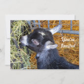 Schattigee Zwarte Baby Geit Eten Hay Foto Verjaard Kaart (Voorkant)