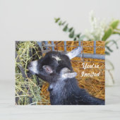 Schattigee Zwarte Baby Geit Eten Hay Foto Verjaard Kaart (Staand voorkant)
