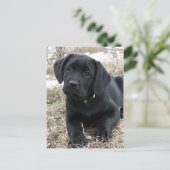 Schattigee zwarte Labrador Puppy - Happy Dog Black Briefkaart (Staand voorkant)