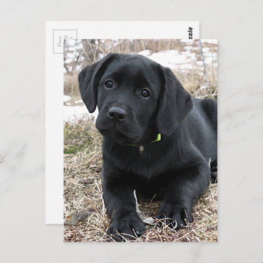 Schattigee zwarte Labrador Puppy - Happy Dog Black Briefkaart (Voorkant / Achterkant)