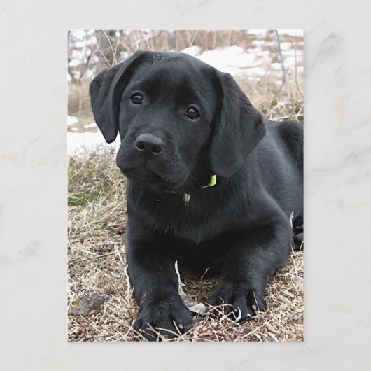 Schattigee zwarte Labrador Puppy - Happy Dog Black Briefkaart (Voorkant)