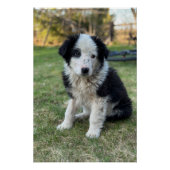 Schattigee zwerfpuppy perfect poster (Voorkant)