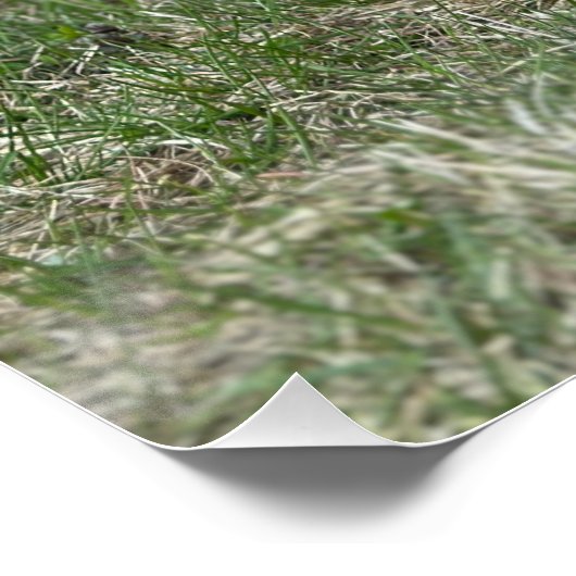 Schattigee zwerfpuppy perfect poster (Hoek)