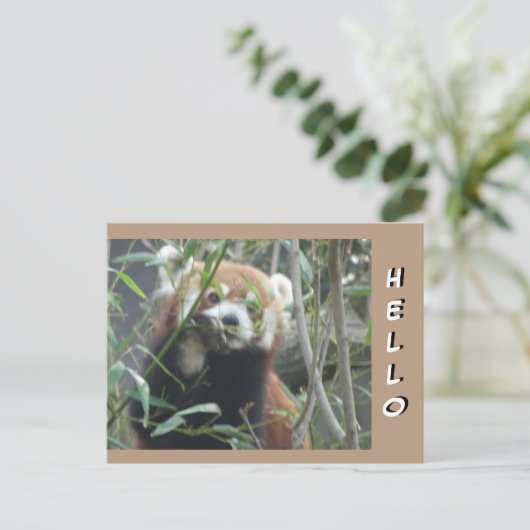 Schattigeste HALLO Briefkaart rode panda (Staand voorkant)
