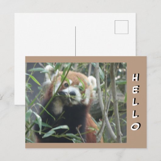 Schattigeste HALLO Briefkaart rode panda (Voorkant / Achterkant)