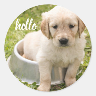 Schattigeste Hallo Golden Retriever Puppy Dog Ronde Sticker