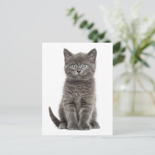 Schattigeste Hallo Grey Kitten Briefkaart (Staand voorkant)