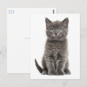Schattigeste Hallo Grey Kitten Briefkaart (Voorkant / Achterkant)
