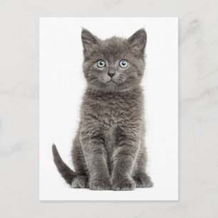 Schattigeste Hallo Grey Kitten Briefkaart