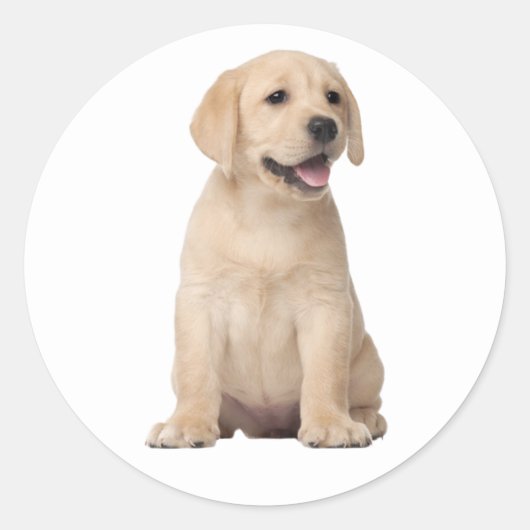 Schattigeste Hallo Labrador Retriever Puppy Dog Ye Ronde Sticker (Voorkant)