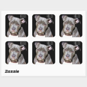 Schattigeste HALLO Sticker Pit Bull Dog (Vel)