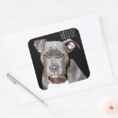 Schattigeste HALLO Sticker Pit Bull Dog (Envelop)