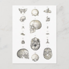 schedel en Botten Anatomie Briefkaart