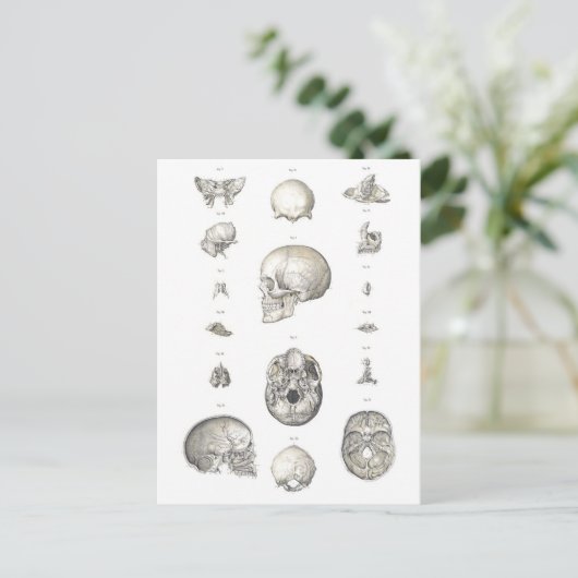  schedel en Botten Anatomie Briefkaart (Staand voorkant)