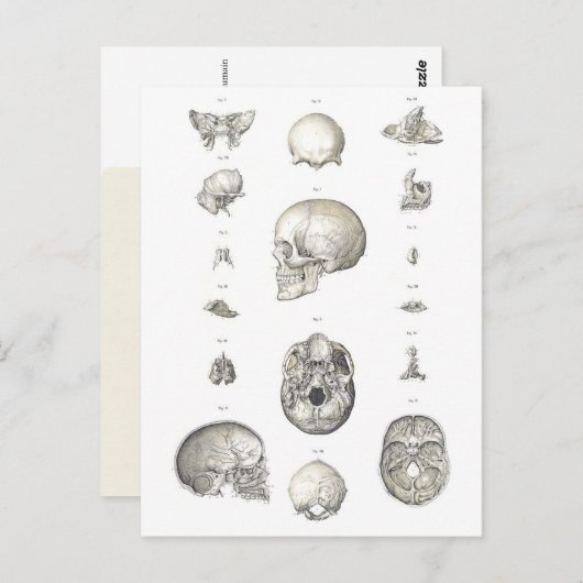  schedel en Botten Anatomie Briefkaart (Voorkant / Achterkant)